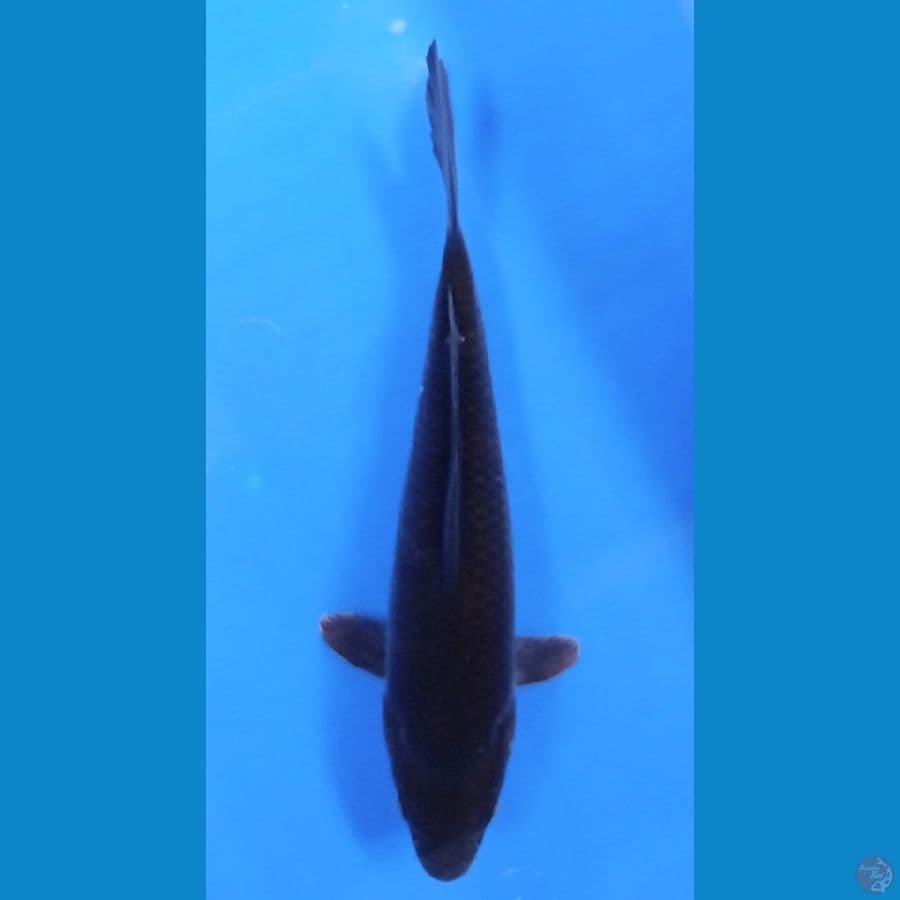karasu goi 27 cm