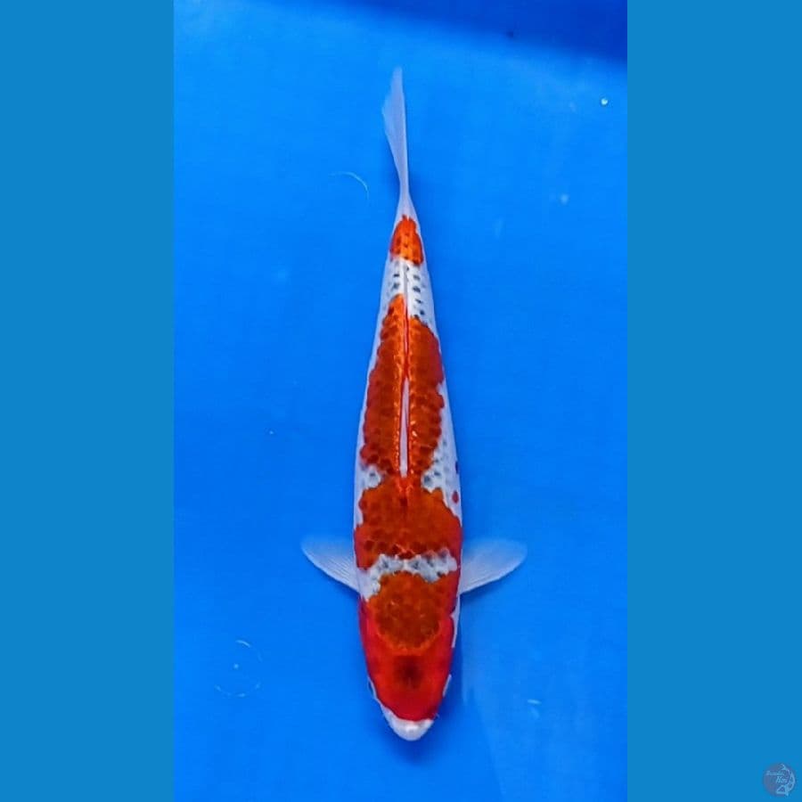 gosiki 31 cm