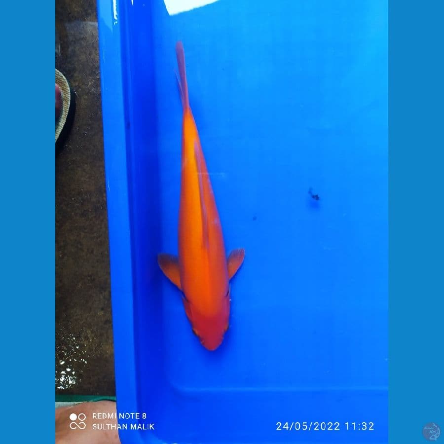red karasi 30 cm
