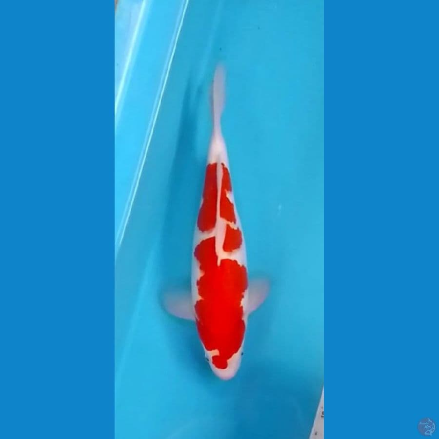 Kohaku 31cm (F)