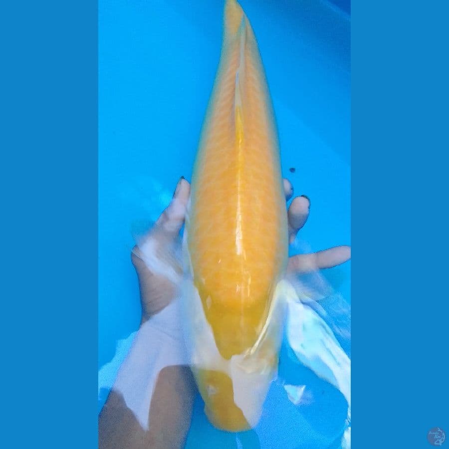Karashi Red Eye 42cm good fukurin