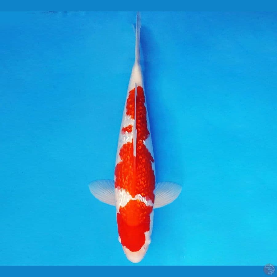 RED BARON 1 ~ KOHAKU GIN RIN 36 cm/male ™