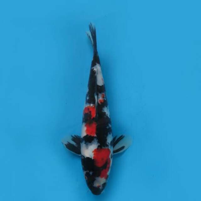 30cm Male Tosai - Red Showa Sanshoku