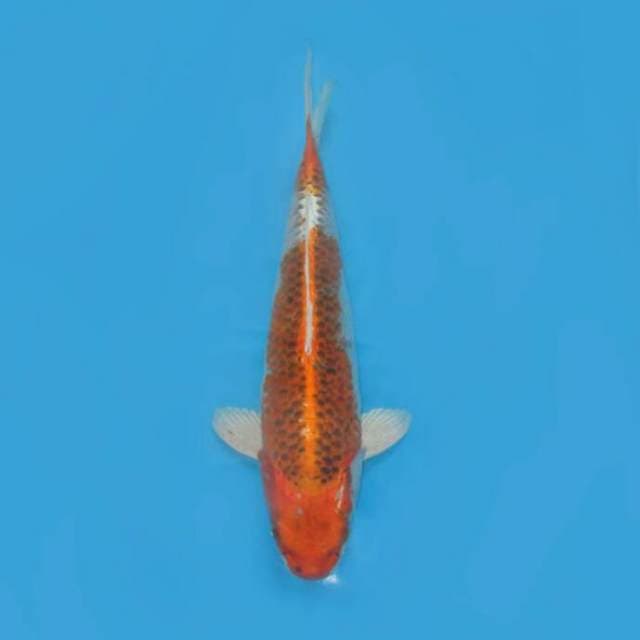 55cm Female - Jumbo Kujaku F1