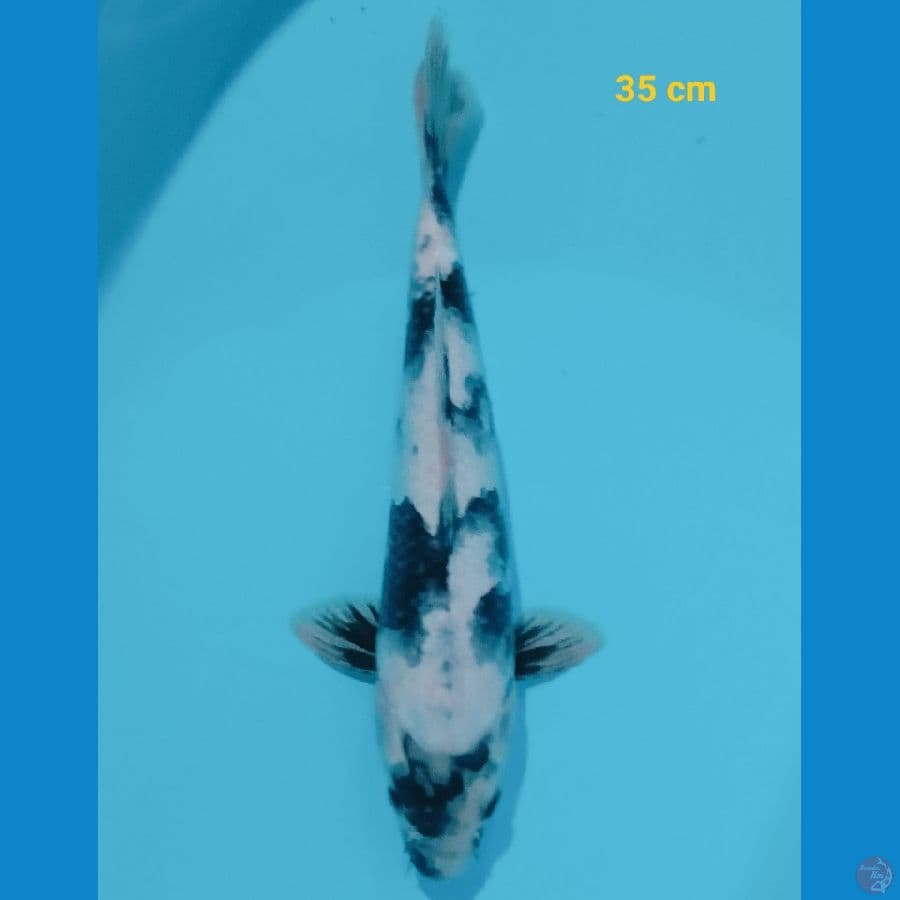 shiro 35 cm