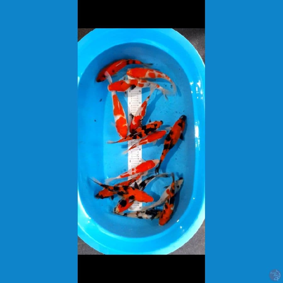 Paket Mix 15 ekor