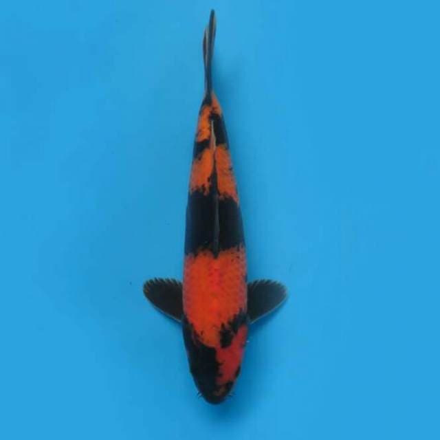 28cm Male Tosai - Hi Utusri Sq