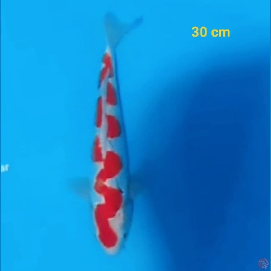 inazuma 30 cm