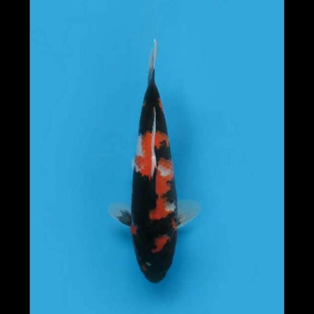 31cm Female Tosai - F1 Jet Black Showa