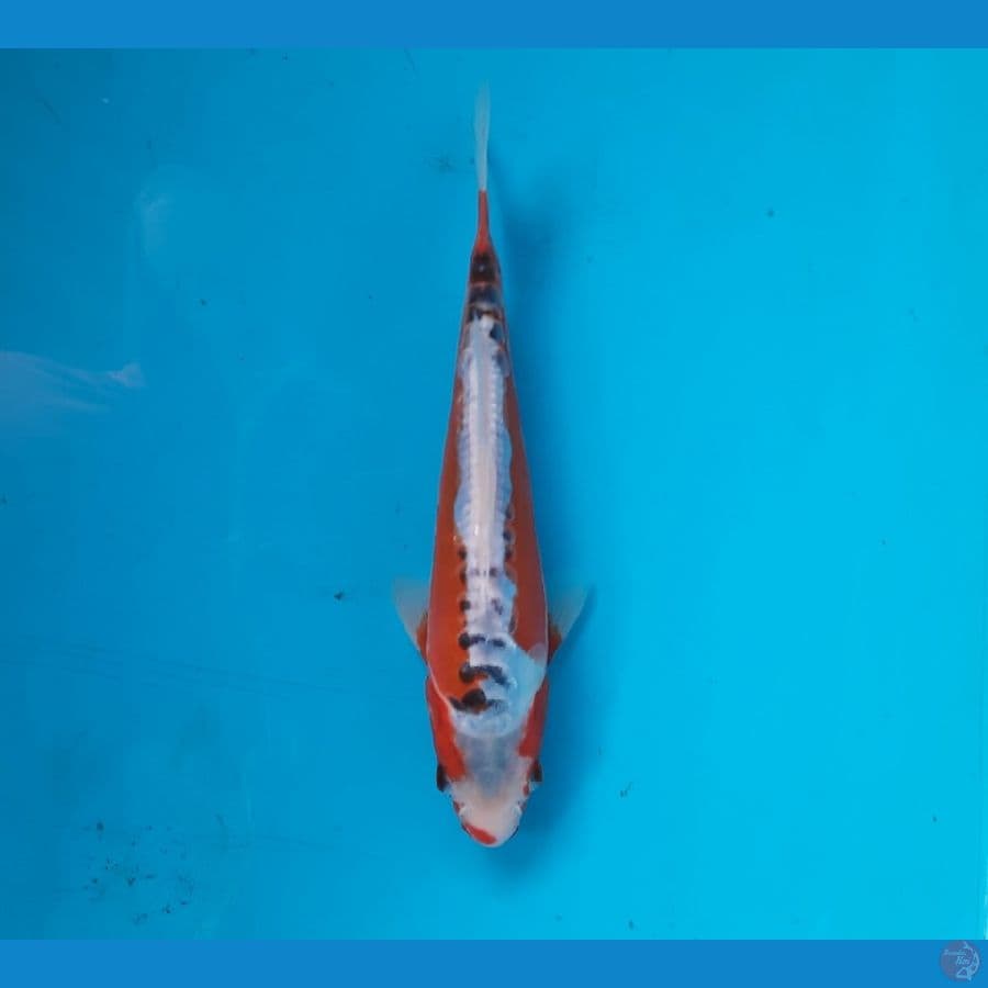 Shusui 20cm