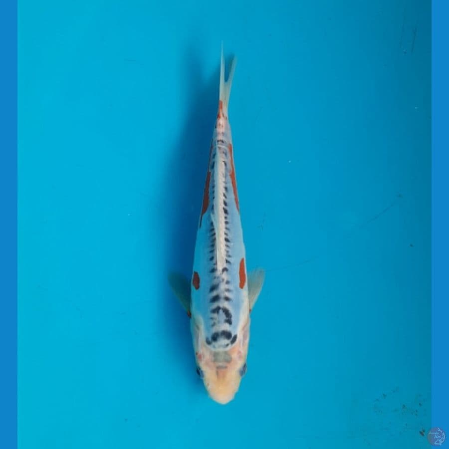 Shusui 20cm
