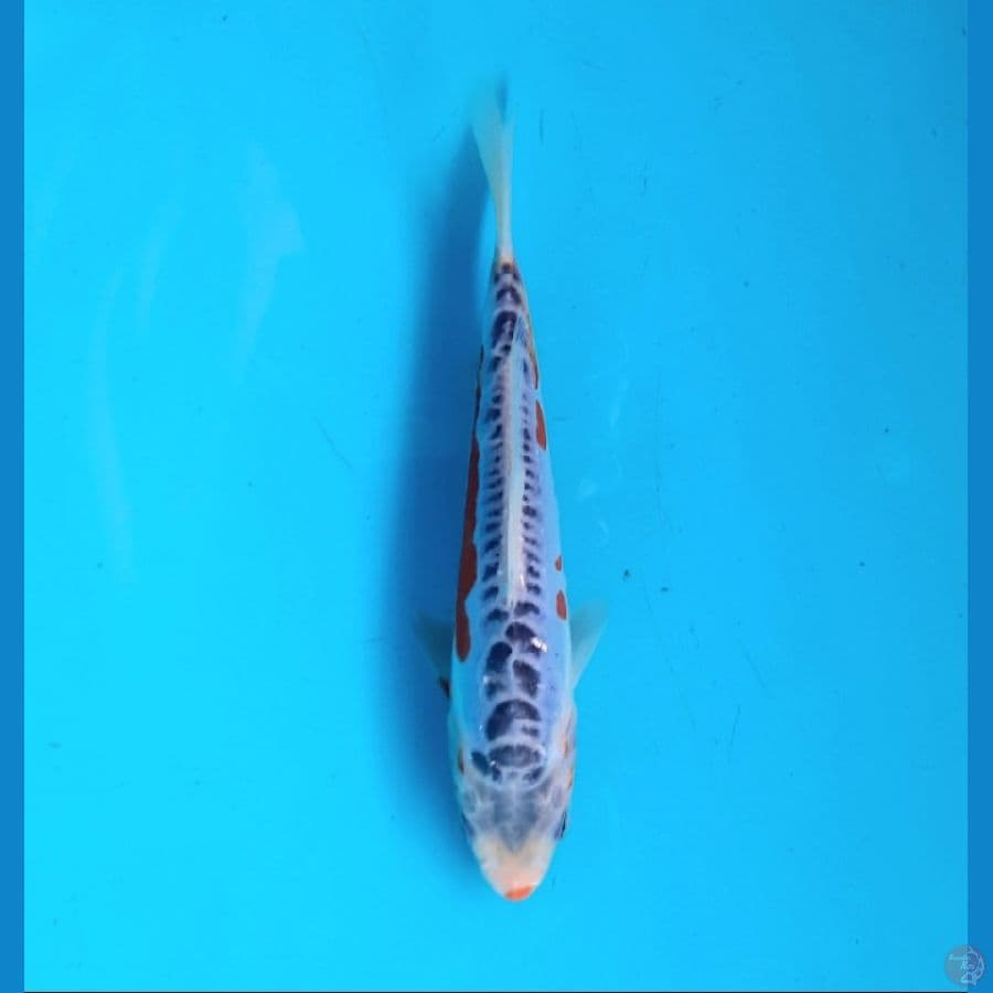 Shusui 17cm