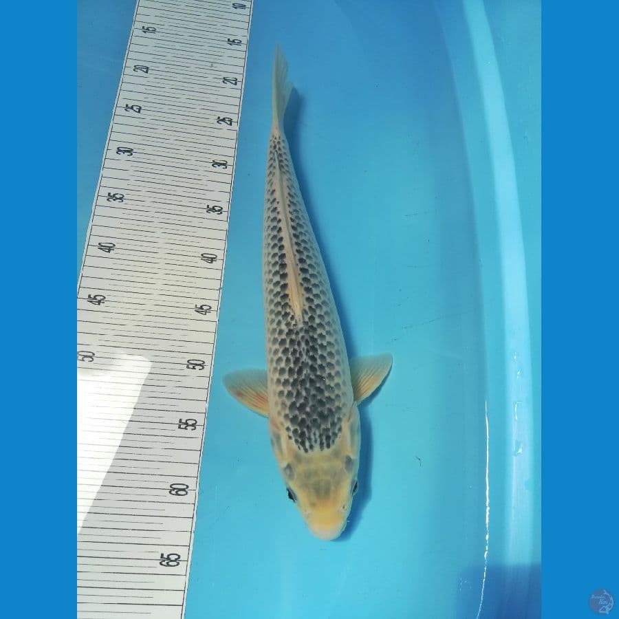 42cm