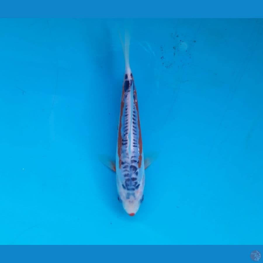 Shusui 16cm