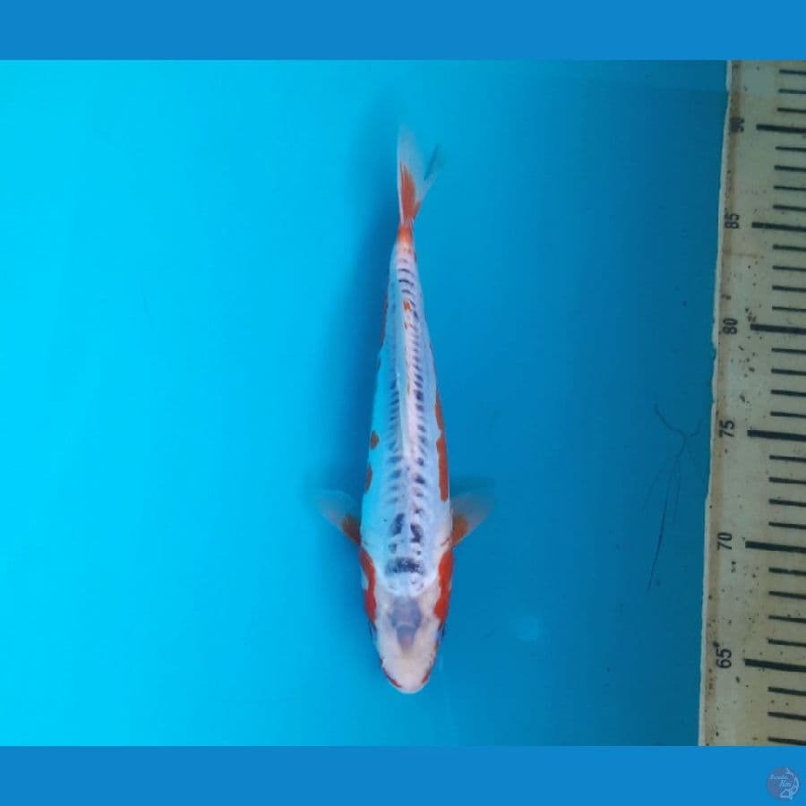 Shusui 25cm
