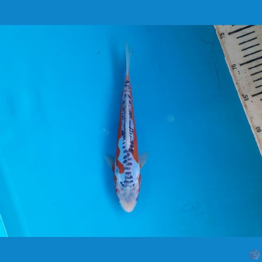 Shusui 24cm