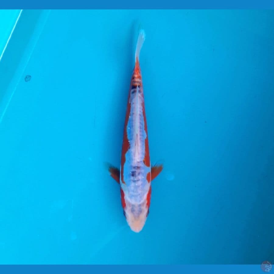 Shusui 23cm