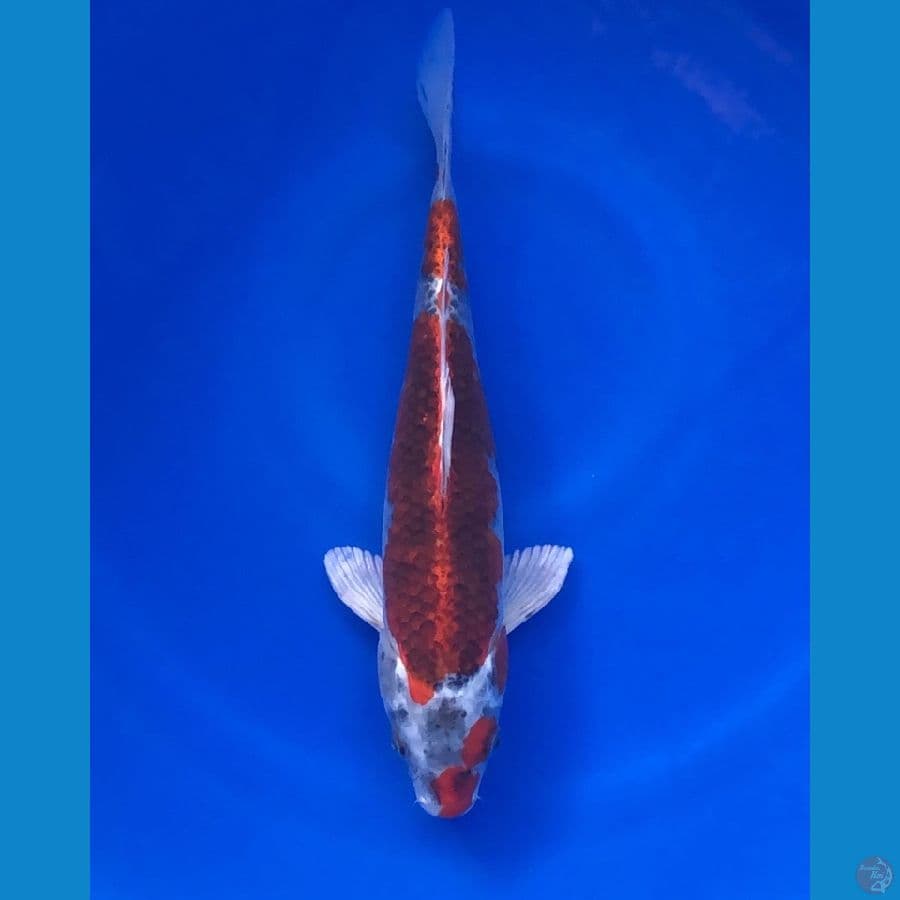 Red Kujaku 33cm