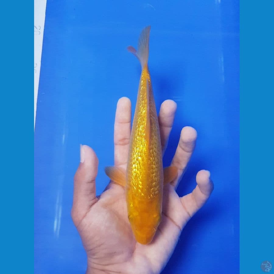 midori SQ 22cm gindrinn full