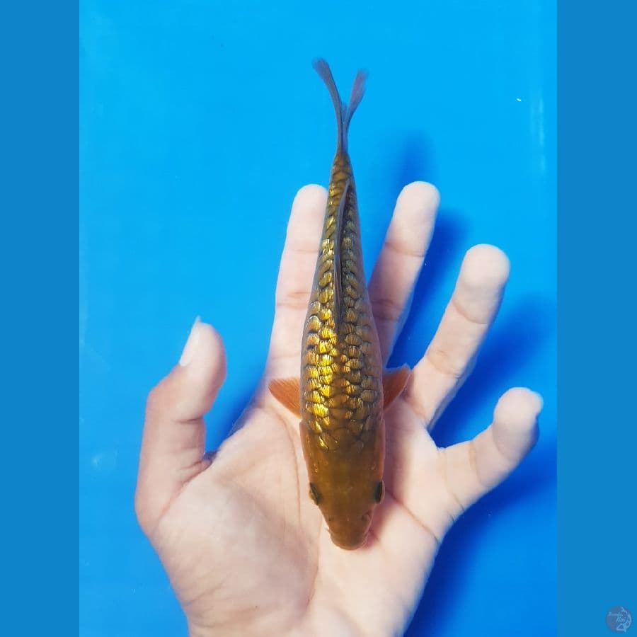 midori SQ 17cm gindrin full aragoke