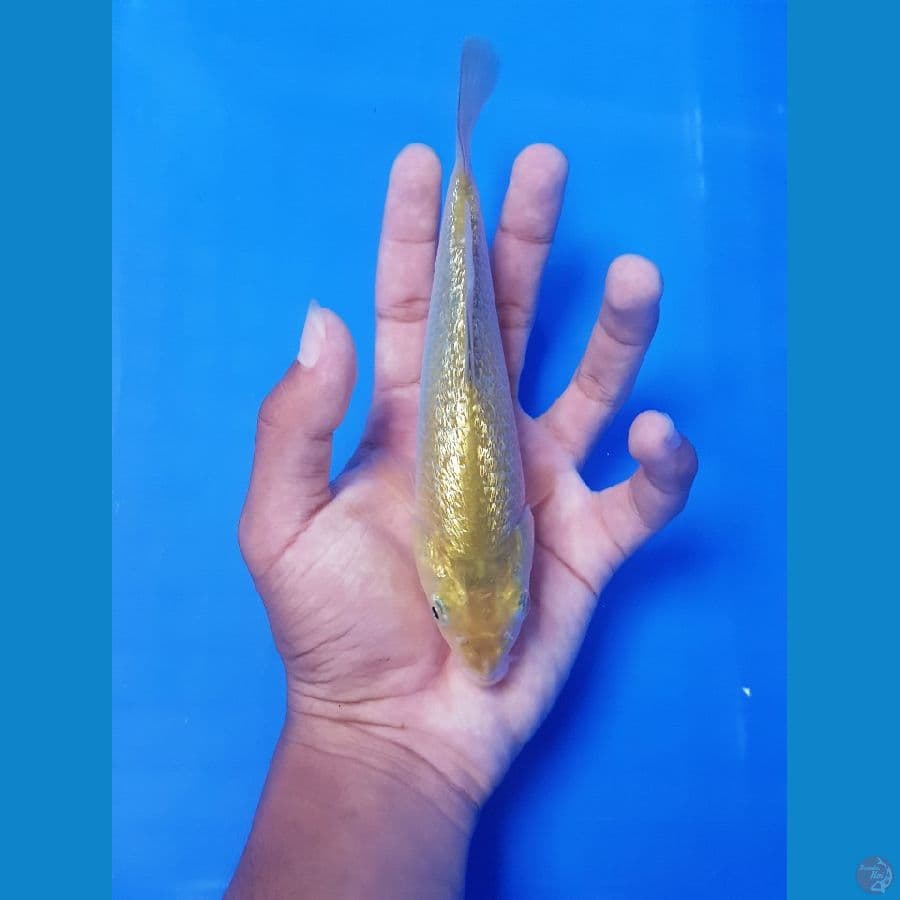 Midori SQ 18cm gindrin full.