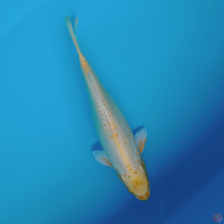 gold ogon doitsu