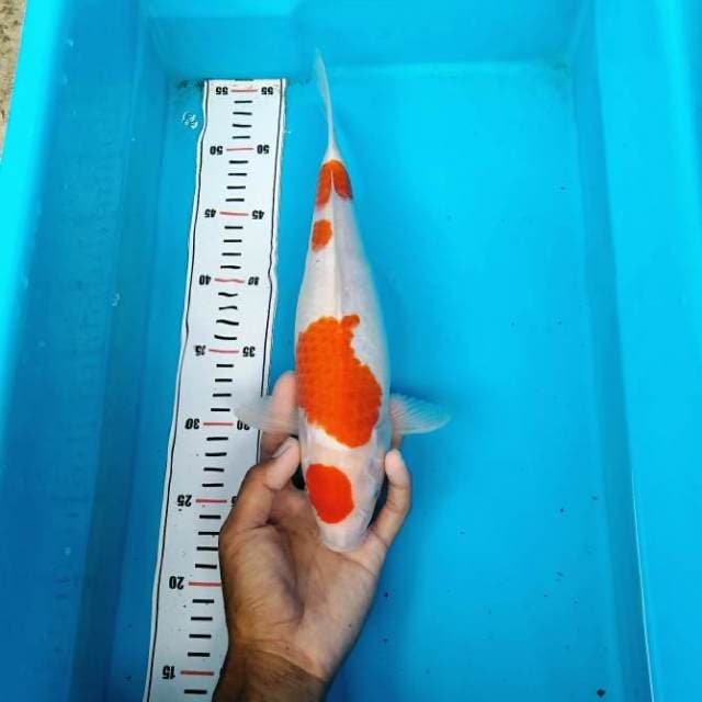 MARUTEN KOHAKU