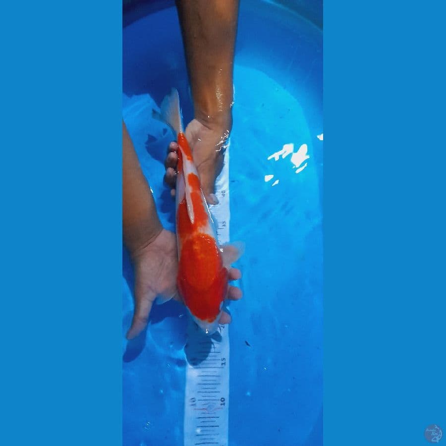 kohaku 35cm