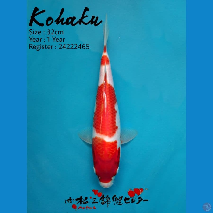 Kohaku Matsue Farm