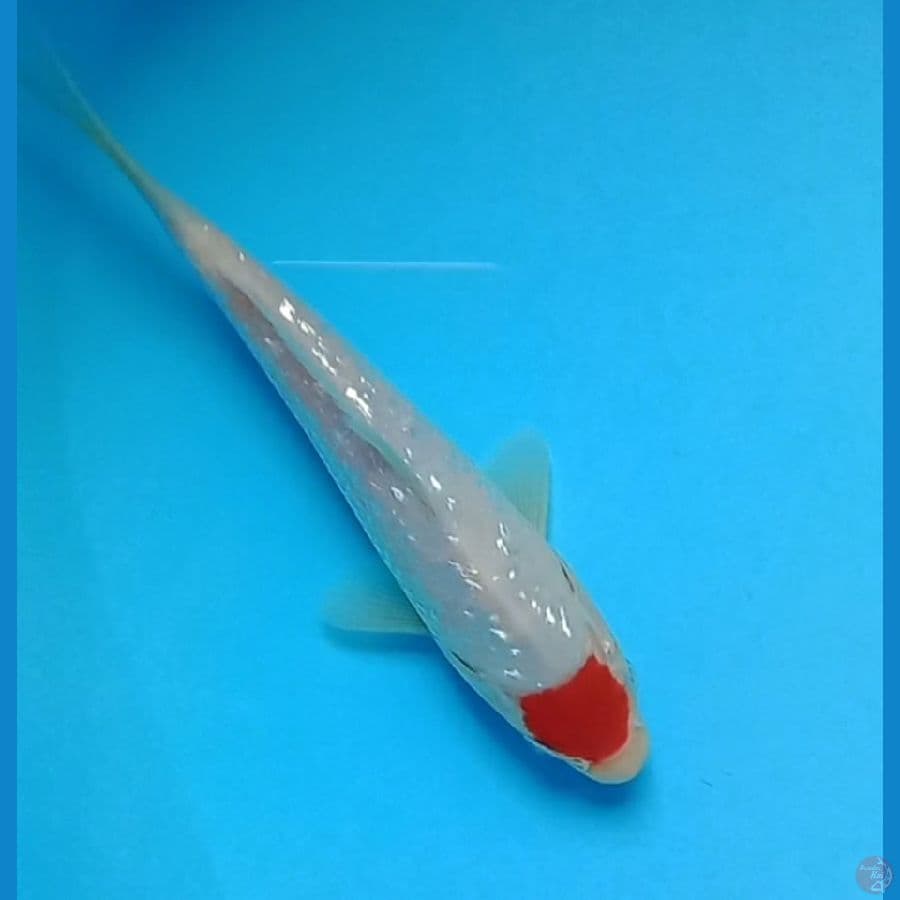 tancho kohaku ginrin