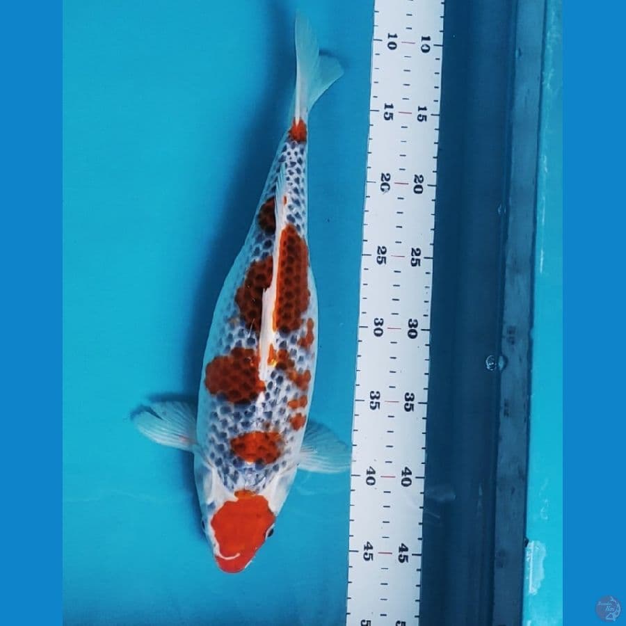 goshiki 36cm fm