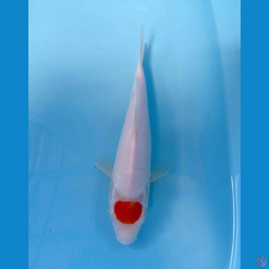 tancho 25 cm