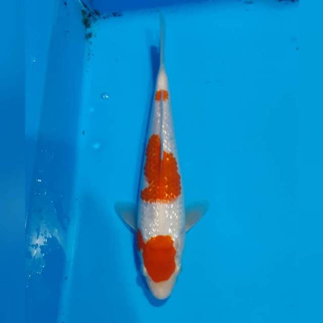 Kohaku ginrin