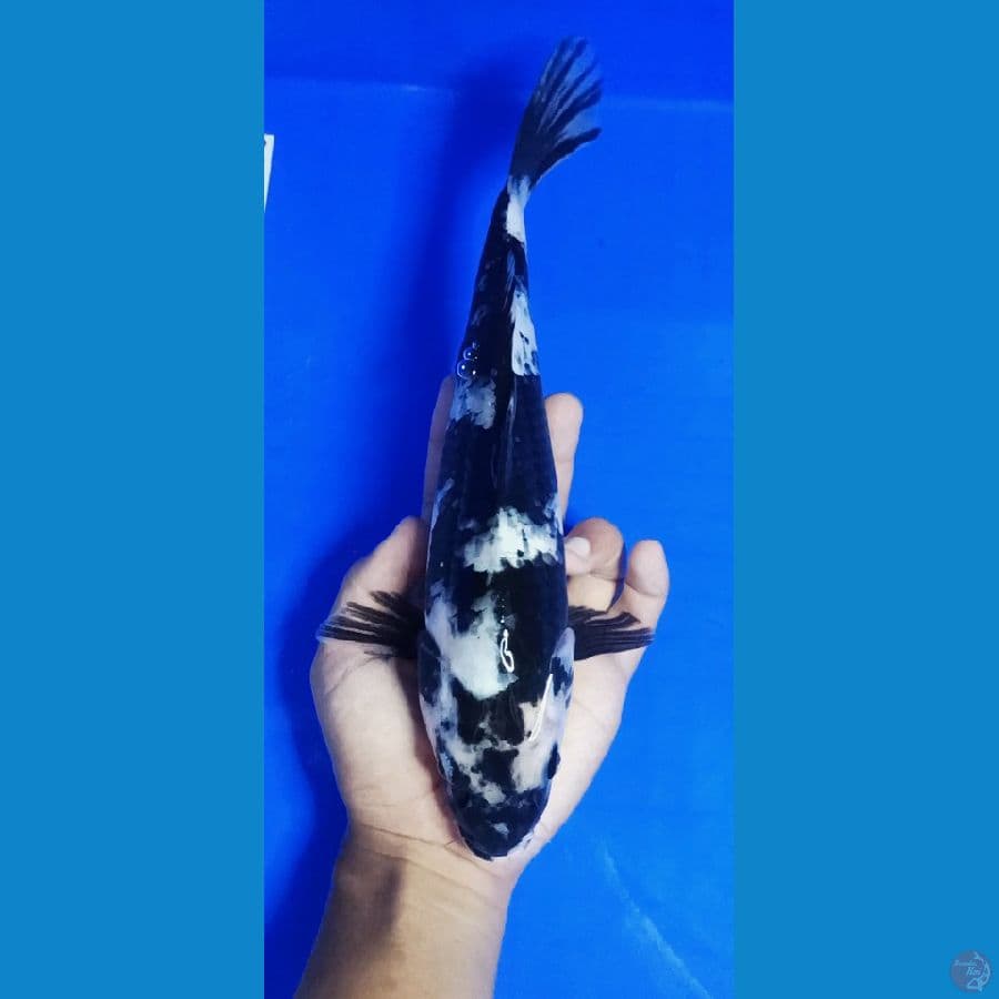 SHIRO 29cm / Female