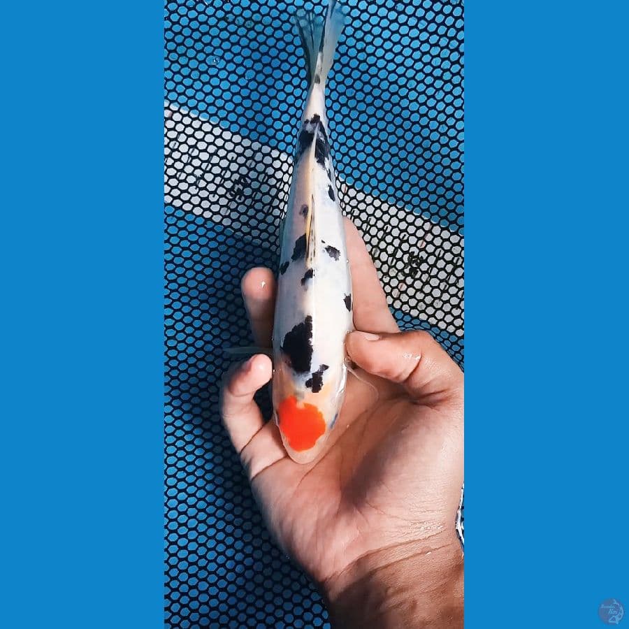 Tancho Sanke Doitsu 21cm / Male