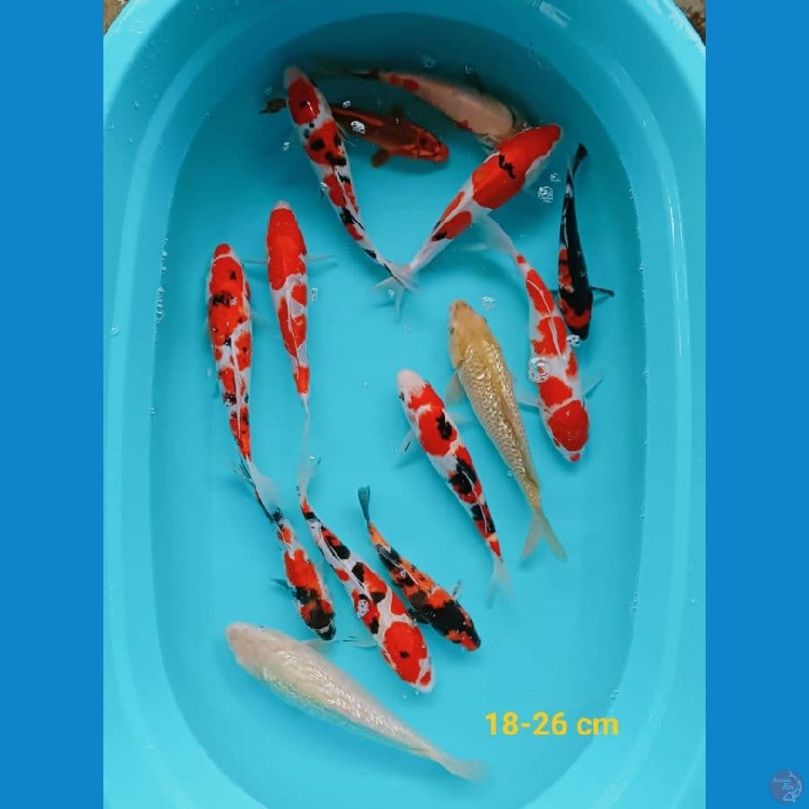 mix 18-26