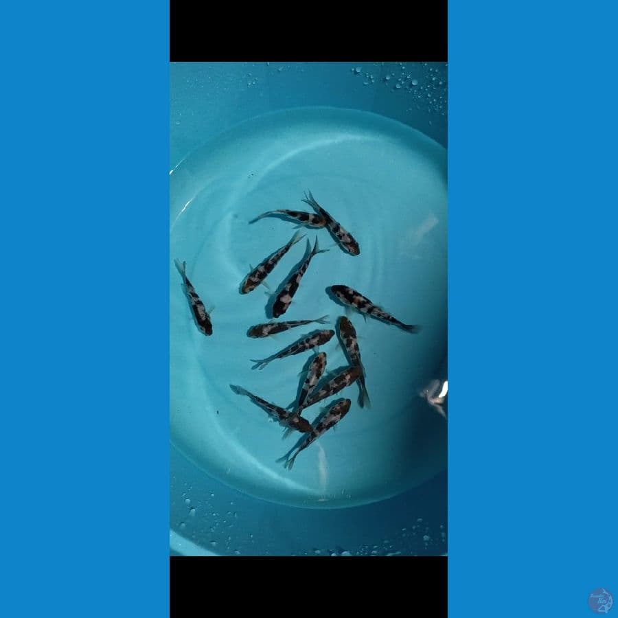 DOITSU SHIRO 13 EKOR size -+10cm