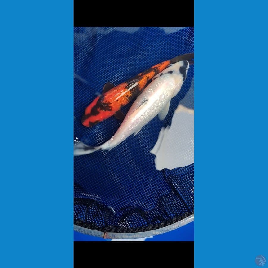 DUO GINDRIN SHIRO HIU 23-25CM