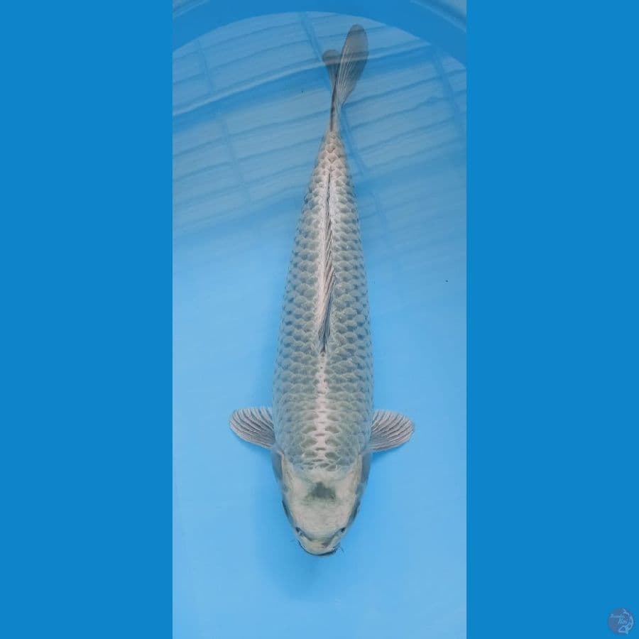 mukashi