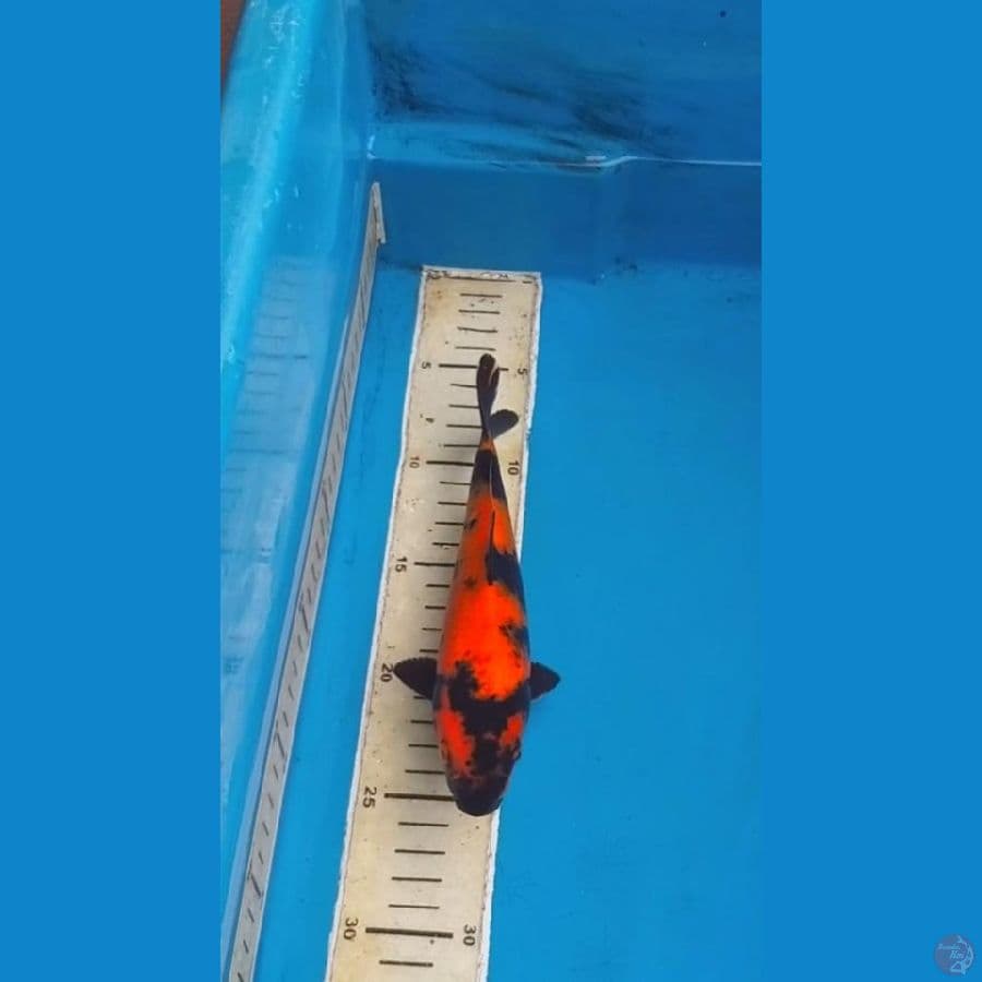 Hiu Super Red 20bu