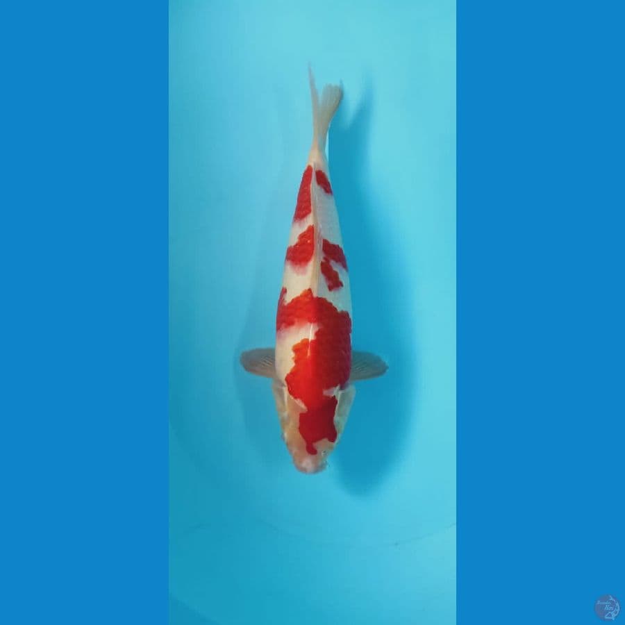 kohaku original