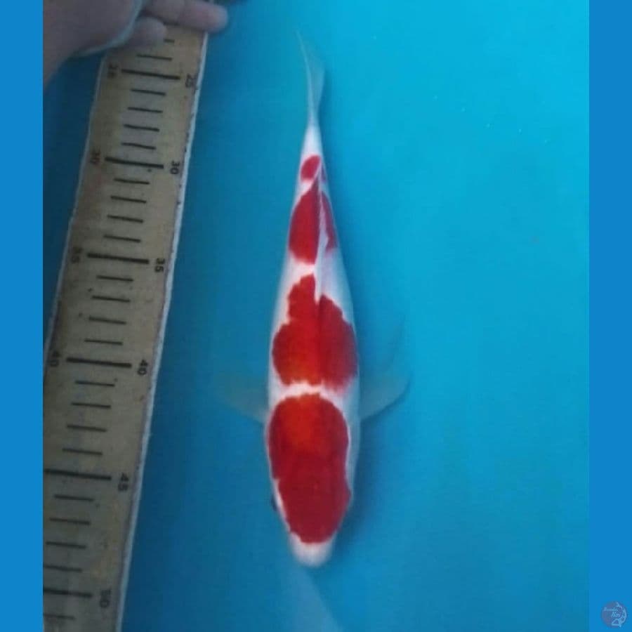 Kohaku 4 Step Original 30bu