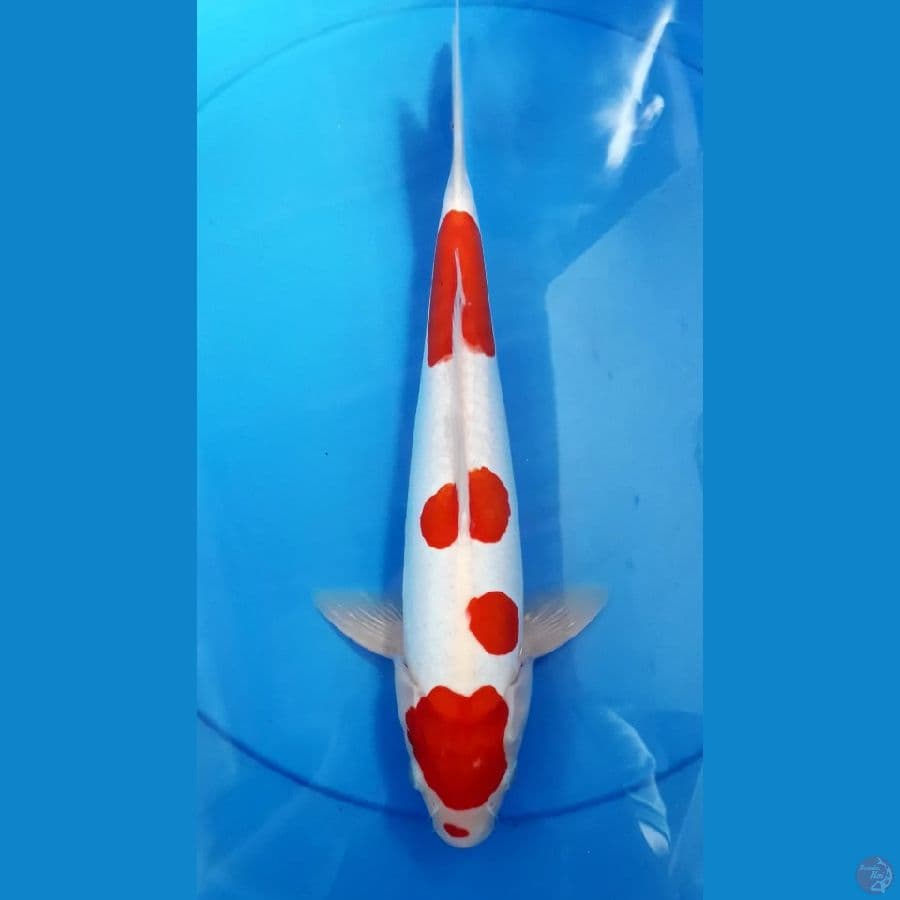 Kohaku Doidsu Quality