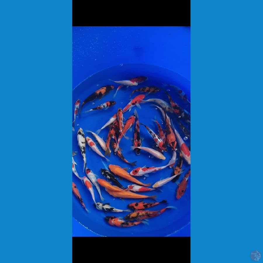 DOIT SHOWA MIX SISIK 25+25=50ekor