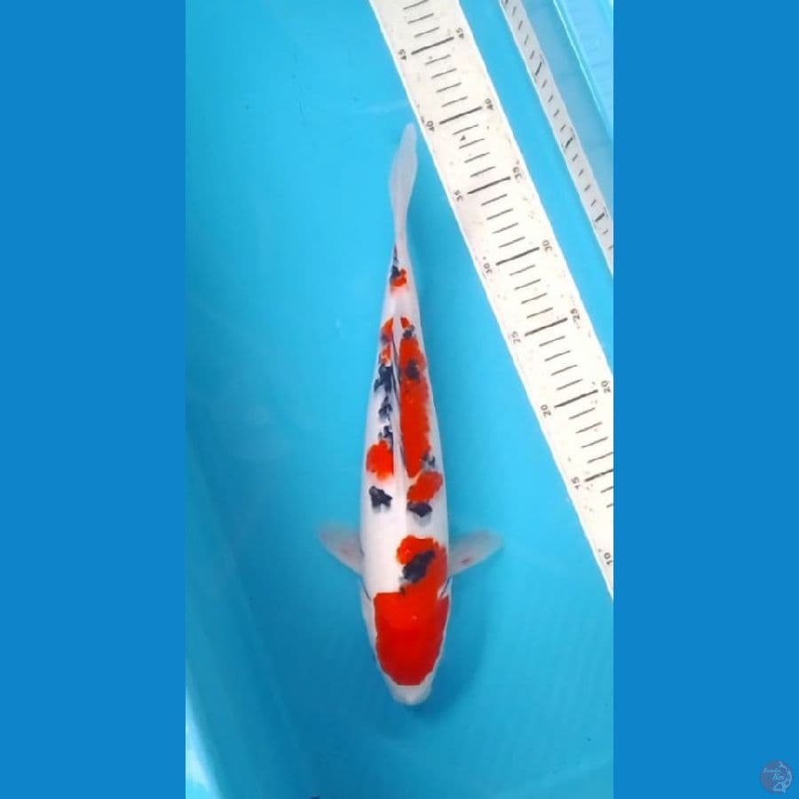 HQ 3step Sanke 35cm (F)