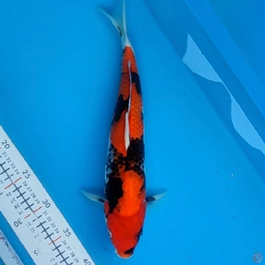 showa 35cm/m