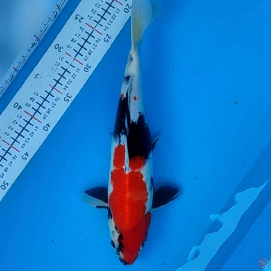 showw 36cm/m
