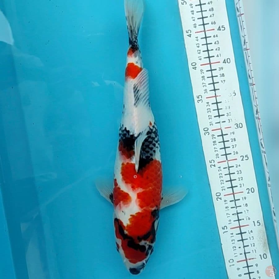 showa 40cm/f