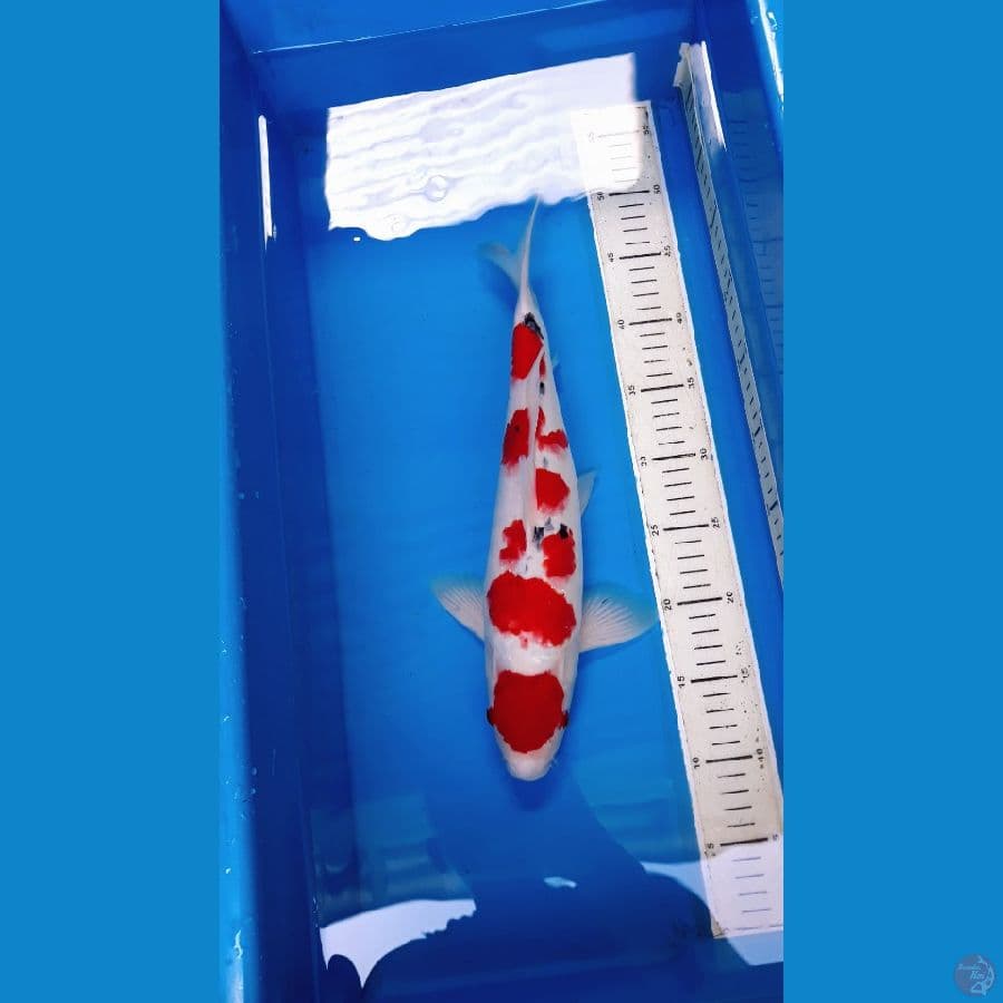 Sanke Stubosumi Male 38 cm