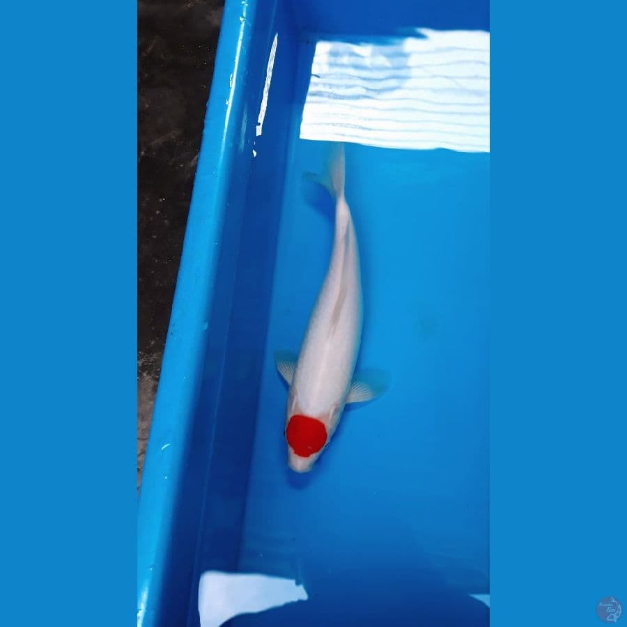 Tanco Kohaku Original 31 cm